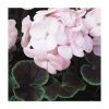 Geranium 'BullsEye Light Pink' | Pack of 5 Plug Plants 2 Geranium 'BullsEye Light Pink' | Pack of 5 Plug Plants -Cheap July Plants Store PL9065SPX5 main image 1368