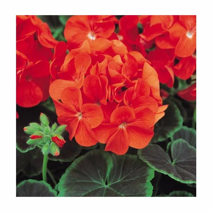 Geranium 'BullsEye Scarlet' | Pack of 5 Plug Plants 3 Geranium 'BullsEye Scarlet' | Pack of 5 Plug Plants
