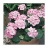Geranium 'New Century Appleblossom' | Pack of 5 Plug Plants 1 Geranium 'New Century Appleblossom' | Pack of 5 Plug Plants -Cheap July Plants Store PL9067SPX5 main image 70ee