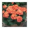Geranium 'New Century Orange' | Pack of 5 Plug Plants -Cheap July Plants Store PL9068SPX5 main image dd9a