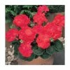 Geranium 'New Century Red' | Pack of 5 Plug Plants 2 Geranium 'New Century Red' | Pack of 5 Plug Plants -Cheap July Plants Store PL9069SPX5 main image a352