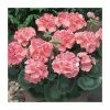 Geranium 'New Century Salmon' | Pack of 5 Plug Plants 2 Geranium 'New Century Salmon' | Pack of 5 Plug Plants -Cheap July Plants Store PL9070SPX5 main image 3480