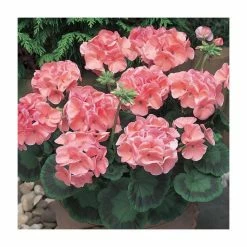 Geranium 'New Century Salmon' | Pack of 5 Plug Plants