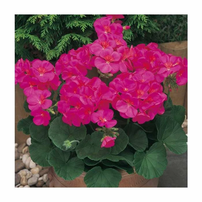Geranium 'New Century Violet' | Pack of 5 Plug Plants 3 Geranium 'New Century Violet' | Pack of 5 Plug Plants