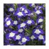 Lobelia Waterfall 'Blue Ice' | Bedding | 5 x Large Plugs -Cheap July Plants Store PL9077SPX5 main image 1047
