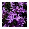 Lobelia Waterfall 'Lavender' | Bedding | 5 x Large Plugs -Cheap July Plants Store PL9078SPX5 main image 9f50
