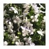 Lobelia Waterfall 'White Sparkle' | Bedding | 5 x Large Plugs 2 Lobelia Waterfall 'White Sparkle' | Bedding | 5 x Large Plugs -Cheap July Plants Store PL9079SPX5 main image dbe7