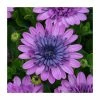 Osteospermum 3D 'Double Pink' | Bedding | 5 x Large Plugs -Cheap July Plants Store PL9082SPX5 main image 261c