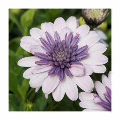 Osteospermum 3D 'Double Violet Ice' | Bedding | 5 x Large Plugs