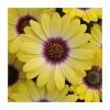 Osteospermum Serenity 'Blue Eyed Beauty' | Bedding | 5 x Large Plugs -Cheap July Plants Store PL9086SPX5 main image fd7c