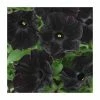 Petunia 'Black Velvet' | Bedding | 5 x Large Plugs -Cheap July Plants Store PL9089SPX5 main image 6958