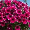 Petunia Cascadia™ 'Rim Cherry' | Bedding | 5 x Large Plugs -Cheap July Plants Store PL9091SPX5 main image d1e6
