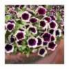 Petunia Cascadia™ 'Rim Magenta' | Bedding | 5 x Large Plugs -Cheap July Plants Store PL9092SPX5 main image 0905