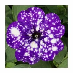 Petunia Sky 'Night Sky®' | Bedding | 5 x Large Plugs -Cheap July Plants Store PL9102SPX5 add image 2 4dbe
