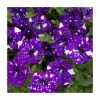 Petunia Sky 'Night Sky®' | Bedding | 5 x Large Plugs -Cheap July Plants Store PL9102SPX5 main image 35ff