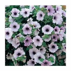 Petunia Surfinia® 'Blue Vein' | Bedding | 5 x Large Plugs
