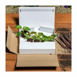 Petunia Surfinia® 'Burgundy' | Bedding | 5 x Large Plugs -Cheap July Plants Store PL9108SPX5 add image 2 2a77