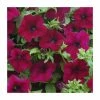 Petunia Surfinia® 'Burgundy' | Bedding | 5 x Large Plugs 1 Petunia Surfinia® 'Burgundy' | Bedding | 5 x Large Plugs -Cheap July Plants Store PL9108SPX5 main image 7abd