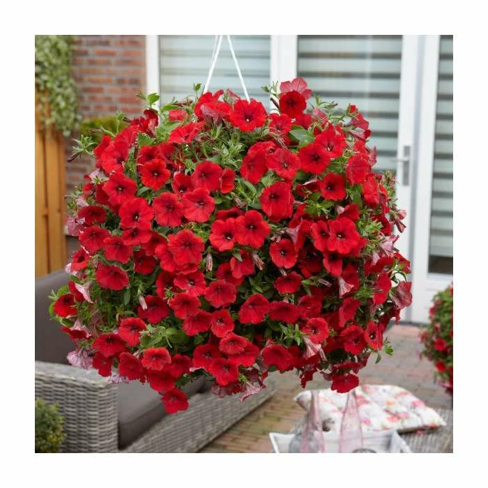 Petunia Surfinia® 'Deep Red' | Bedding | 5 x Large Plugs 4 Petunia Surfinia® 'Deep Red' | Bedding | 5 x Large Plugs - Image 2