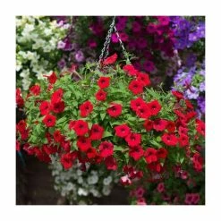 Petunia Surfinia® 'Deep Red' | Bedding | 5 x Large Plugs 8 Petunia Surfinia® 'Deep Red' | Bedding | 5 x Large Plugs -Cheap July Plants Store PL9109SPX5 add image 2 ed39
