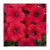 Petunia Surfinia® 'Deep Red' | Bedding | 5 x Large Plugs -Cheap July Plants Store PL9109SPX5 main image ad84