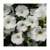 Petunia Surfinia® 'Snow' | Bedding | 5 x Large Plugs -Cheap July Plants Store PL9111SPX5 main image 636b