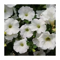 Petunia Surfinia® 'Snow' | Bedding | 5 x Large Plugs