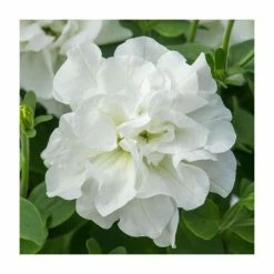 Petunia Tumbelina® 'Diana' | Bedding | 5 x Large Plugs