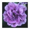 Petunia Tumbelina® 'Priscilla' | Bedding | 5 x Large Plugs