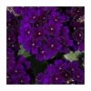 Verbena Showboat 'Midnight' | Bedding | 5 x Large Plugs -Cheap July Plants Store PL9130SPX5 main image 24b2