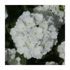 Verbena Showboat 'White' | Bedding | 5 x Large Plugs -Cheap July Plants Store PL9134SPX5 main image 8251