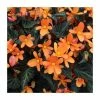 Begonia 'Glowing Embers' | Perennials | Pack of 5 Large Premium Plug Plants -Cheap July Plants Store PL9138PPX5 main image ccfb