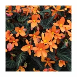 Begonia 'Glowing Embers' | Perennials | Pack of 5 Large Premium Plug Plants
