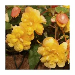 Begonia Illumination® 'Apricot Shades' | Perennials | Pack of 5 Large Premium Plug Plants -Cheap July Plants Store PL9139PPX5 add image 1 2f90