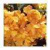 Begonia Illumination® 'Apricot Shades' | Perennials | Pack of 5 Large Premium Plug Plants -Cheap July Plants Store PL9139PPX5 main image 2437
