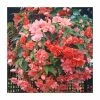 Begonia Illumination® 'Salmon Pink' | Perennials | Pack of 5 Large Premium Plug Plants -Cheap July Plants Store PL9140PPX5 main image 17fc