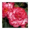 Begonia 'Majestic White Pink Picotee' | Perennials | Pack of 5 Large Premium Plug Plants -Cheap July Plants Store PL9143PPX5 main image 49d9