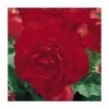 Begonia 'Nonstop Red'| Perennials | Pack of 5 Large Premium Plug Plants -Cheap July Plants Store PL9144PPX5 main image e07f