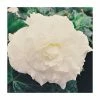 Begonia 'Nonstop White' | Perennials | Pack of 5 Large Premium Plug Plants -Cheap July Plants Store PL9145PPX5 main image e29a