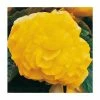 Begonia 'Nonstop Yellow' | Perennials | Pack of 5 Large Premium Plug Plants 1 Begonia 'Nonstop Yellow' | Perennials | Pack of 5 Large Premium Plug Plants -Cheap July Plants Store PL9146PPX5 main image 8de2