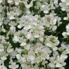 Nemesia Scented 'Wisley Vanilla' | Bedding | 5 x Large Plugs