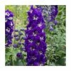 Delphinium elatum Magic Fountains 'Dark Blue with White Bee' | Perennial | 5 x Large Plugs 1 Delphinium elatum Magic Fountains 'Dark Blue with White Bee' | Perennial | 5 x Large Plugs -Cheap July Plants Store PL9197PPX5 main image 77b2