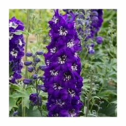 Delphinium elatum Magic Fountains 'Dark Blue with White Bee' | Perennial | 5 x Large Plugs