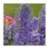 Delphinium elatum Magic Fountains 'Lavender with White Bee' | Perennial | 5 x Large Plugs -Cheap July Plants Store PL9198PPX5 main image 8bc3