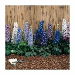 Delphinium elatum Magic Fountains 'Cherry Blossum with White Bee' | Perennial | 5 x Large Plugs