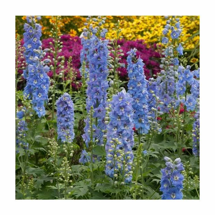 Delphinium elatum Magic Fountains 'Sky Blue with White Bee' | Perennial | 5 x Large Plugs 4 Delphinium elatum Magic Fountains 'Sky Blue with White Bee' | Perennial | 5 x Large Plugs - Image 2
