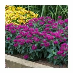 Monarda Balmy 'Purple' | Pack of 5 Plug Plants -Cheap July Plants Store PL9211PPX5 add image 2 a6a5