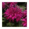 Monarda Balmy 'Purple' | Pack of 5 Plug Plants 1 Monarda Balmy 'Purple' | Pack of 5 Plug Plants -Cheap July Plants Store PL9211PPX5 main image fd20