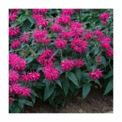 Monarda Balmy 'Rose' | Pack of 5 Plug Plants -Cheap July Plants Store PL9214PPX5 add image 2 9f18