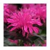 Monarda Balmy 'Rose' | Pack of 5 Plug Plants 2 Monarda Balmy 'Rose' | Pack of 5 Plug Plants -Cheap July Plants Store PL9214PPX5 main image 8e38